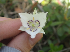 Calochortus lyallii