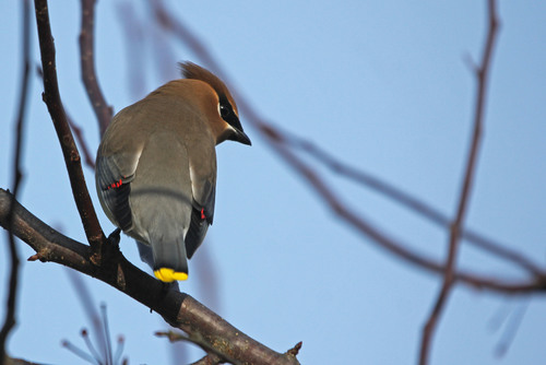 Cedar Waxwing photographed in Rhode Island