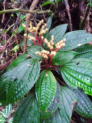 Bertolonia acuminata