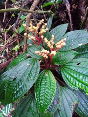 Bertolonia acuminata