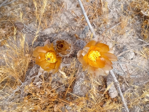 Pterocactus tuberosus, photograph 5