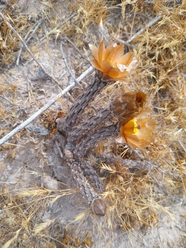 Pterocactus tuberosus, photograph 6