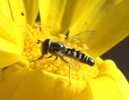 Unknown species found near Yavapai, Arizona, United States