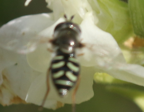 Unknown species found near Yavapai, Arizona, United States