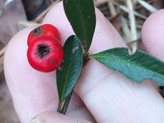 Pyracantha koidzumii
