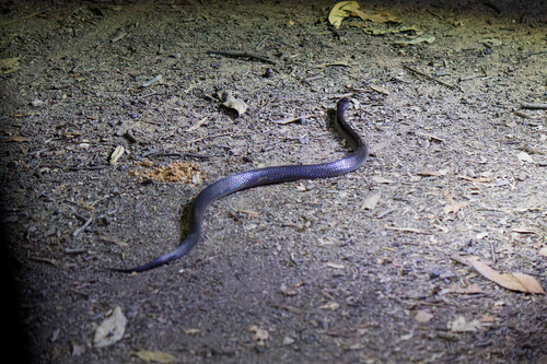 Eastern Small-eyed Snake sighting