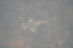 Astronotus ocellatus