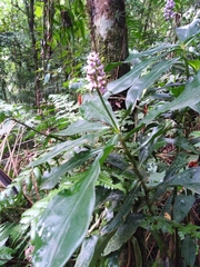 Dichorisandra paranaensis