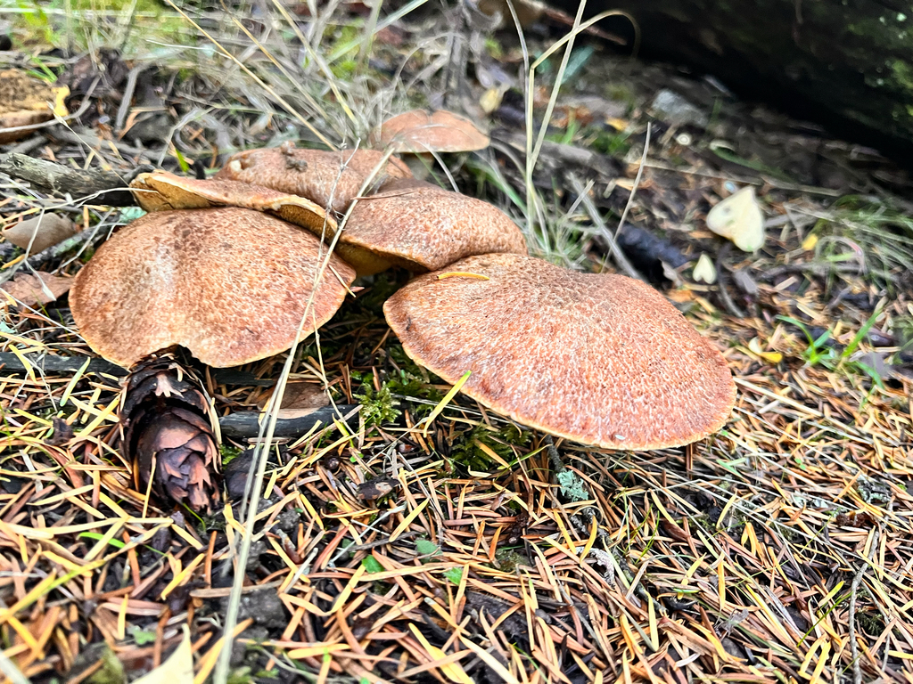 Suillus lakei · November 2025 · photo: © ceuthophilus (iNaturalist, cc-by)