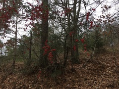 Pyracantha koidzumii