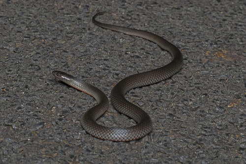 Eastern Small-eyed Snake sighting