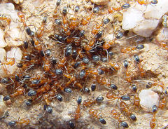 Dorymyrmex bicolor