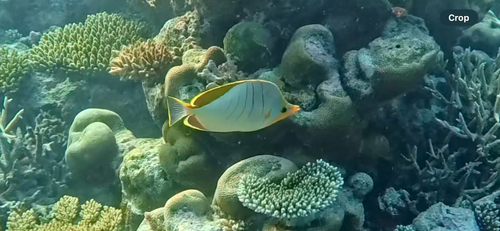 Yellowhead Butterflyfish — seen at this dive site