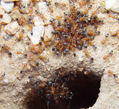 Dorymyrmex bicolor