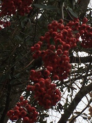 Pyracantha koidzumii