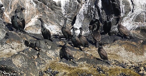 iNaturalist: (c) David F. Fraser, some rights reserved (CC BY-NC), uploaded by David F. Fraser iNaturalist image