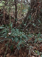 Pyracantha koidzumii