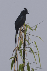 Greater Racket-Tailed Drongo photo 6