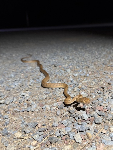 Brown Tree Snake sighting