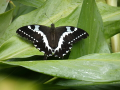 Papilio delalandei