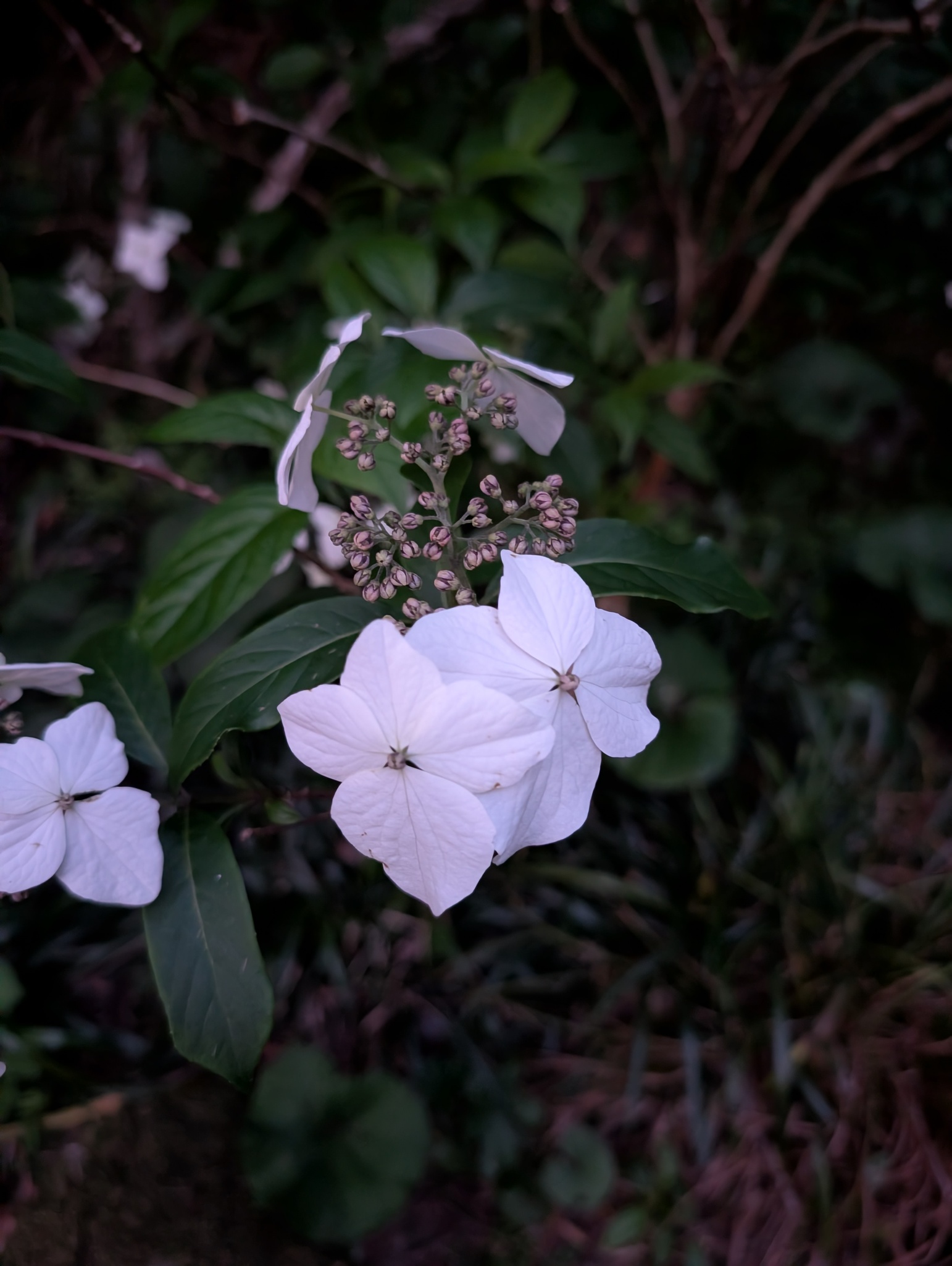 Mountain Hydrangea (Hydrangea serrata)