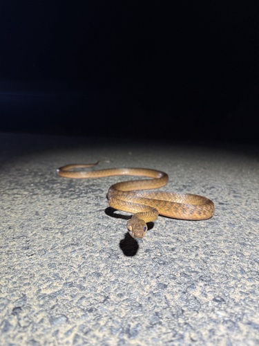 Brown Tree Snake sighting