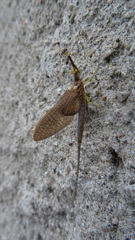Hexagenia bilineata