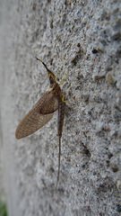 Hexagenia bilineata