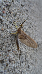 Hexagenia bilineata