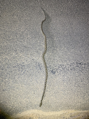 Coastal Carpet Python sighting