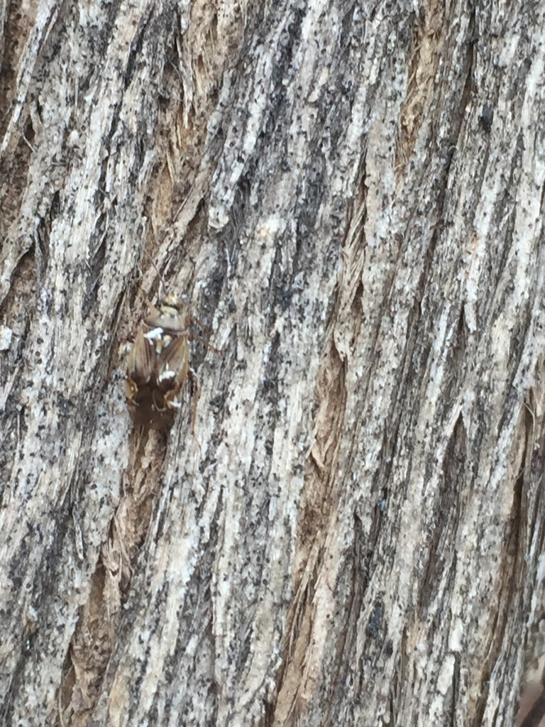 Tarnished plant bug (Lygus lineolaris)