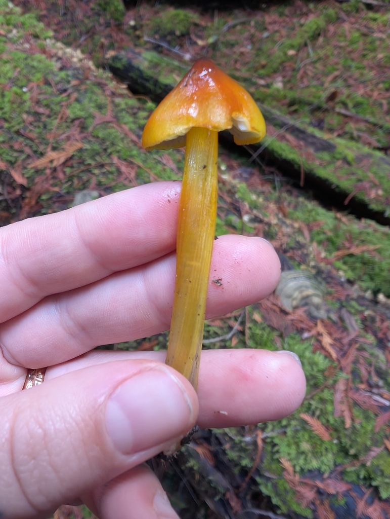 Hygrocybe singeri · November 2025 · photo: © simonele (iNaturalist, cc-by)