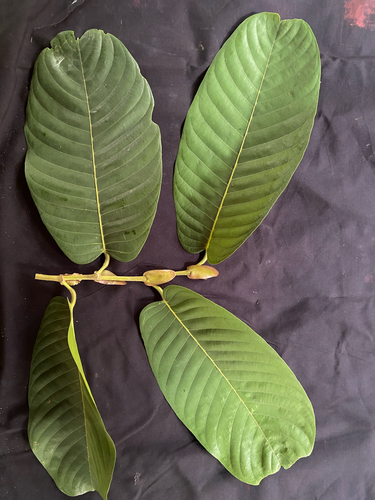 Shorea macrophylla observed 2025-11-07