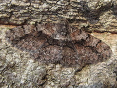 Satoblephara parvularia