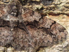 Satoblephara parvularia