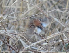 Emberiza cioides