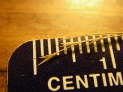 Muhlenbergia cuspidata