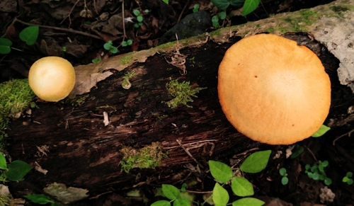 Gymnopilus observed 2025-11-07