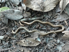 Epictia striatula