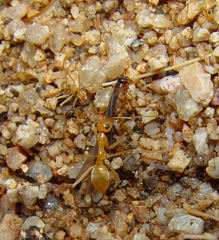 Myrmecocystus mexicanus