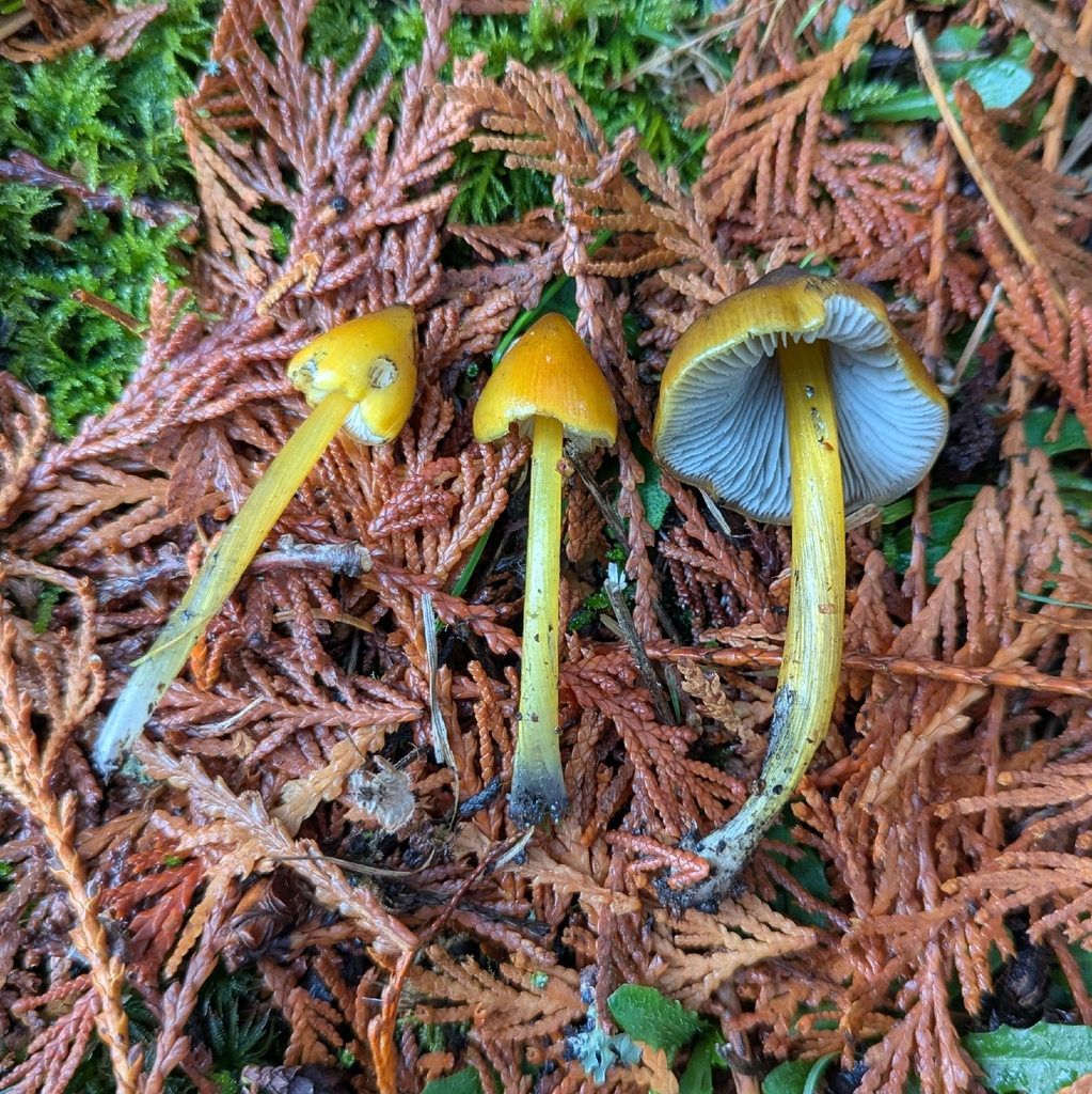 Hygrocybe singeri · November 2025 · photo: © ssquazzo (iNaturalist, cc-by)