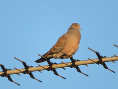 Streptopelia orientalis