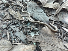 Epictia striatula