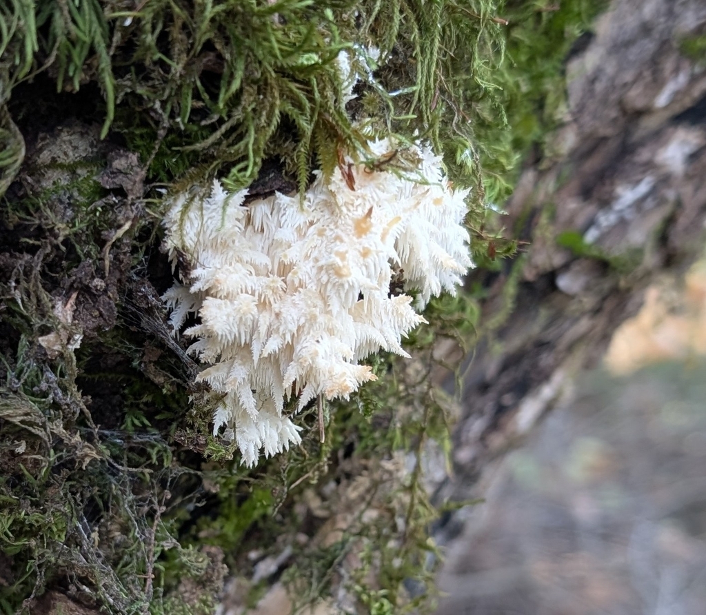 Hericium coralloides · November 2025 · photo: © lisaredfern (iNaturalist, cc0)