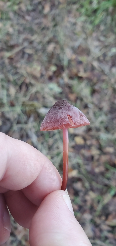 Marasmius plicatulus · November 2025 · photo: © eric_austin (iNaturalist, cc-by)