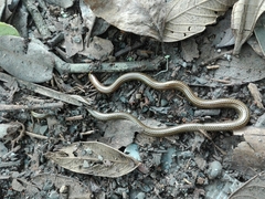 Epictia striatula