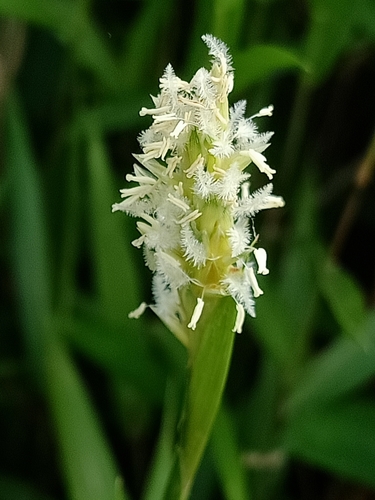 Image of Ischaemum muticum by (c) Ong Jyh Seng, some rights reserved (CC BY-SA)