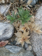 Ambrosia ilicifolia