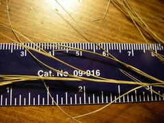 Muhlenbergia cuspidata