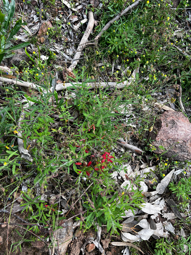 hill raspwort (Gonocarpus elatus)